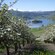 A small island of trees surrounded by a lake and lush mountains